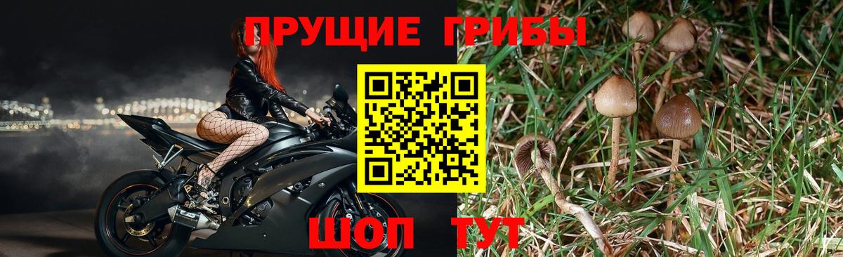 Галлюциногенные грибы мухоморы Магадан